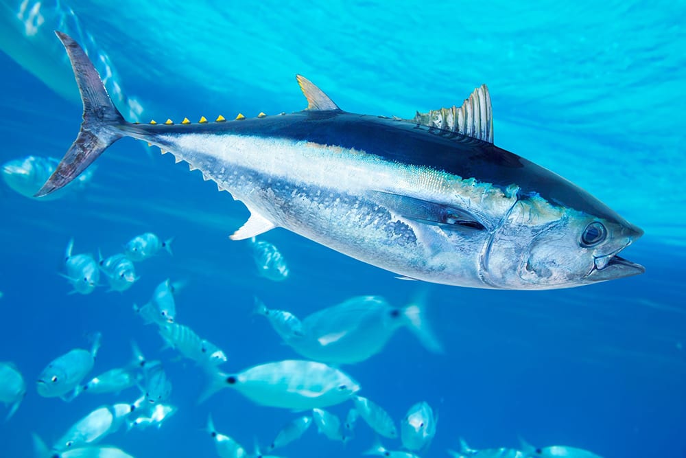 Il 2 maggio è la giornata mondiale del tonno: un italiano su 2 lo mangia ogni settimana