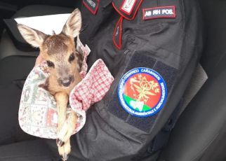 La Spezia, cucciolo di capriolo "salvato" da due automobilisti: non potrà tornare libero