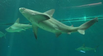 Genova, super ripartenza per l'acquario. Costa: "Abbiamo rilanciato il turismo"