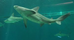 Genova, super ripartenza per l'acquario. Costa: "Abbiamo rilanciato il turismo"