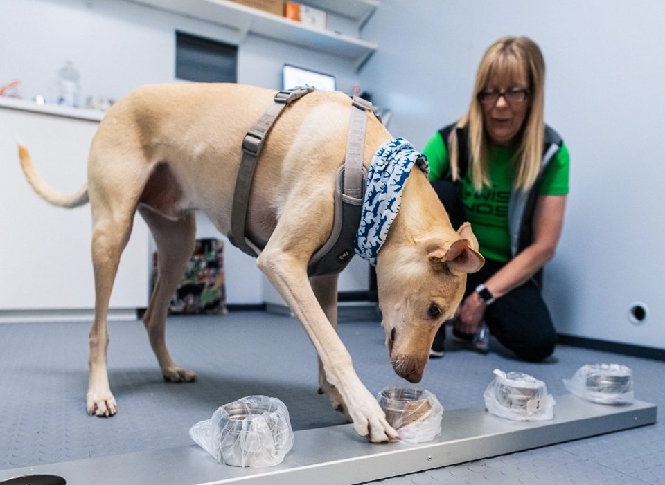 Cani anticovid, il loro fiuto per individuare i campioni positivi al virus