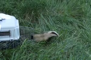 Genova, il tasso recuperato sulla diga torna in libertà nel bosco