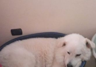 Genova, cucciolo di cane muore in casa: la procura indaga per maltrattamenti