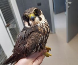 Savona, un falco lodolaio trovato in mare: salvato da un gruppo di ragazzi