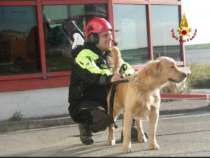 Genova, morto Lucky: il cane-pompiere impegnato sul crollo della Torre piloti