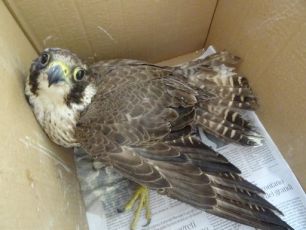 Sestri Levante, trovato un giovane falco pellegrino ferito nell'erba: salvato