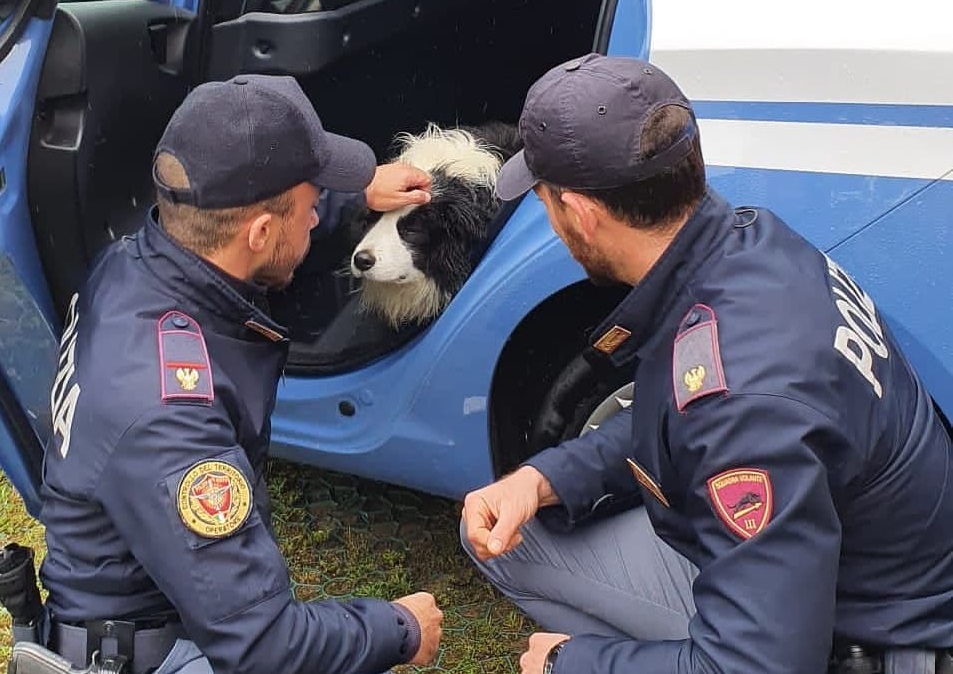 Genova, cane in fuga per le strade della Foce: salvato dalla polizia