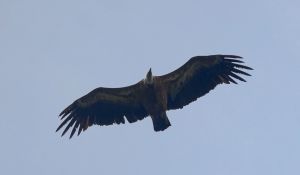 Genova, il volo spettacolare di un grifone sulle alture di Pegli