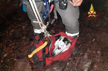 Val Graveglia, cane finisce in un pozzo dopo un volo di 9 metri: salvato