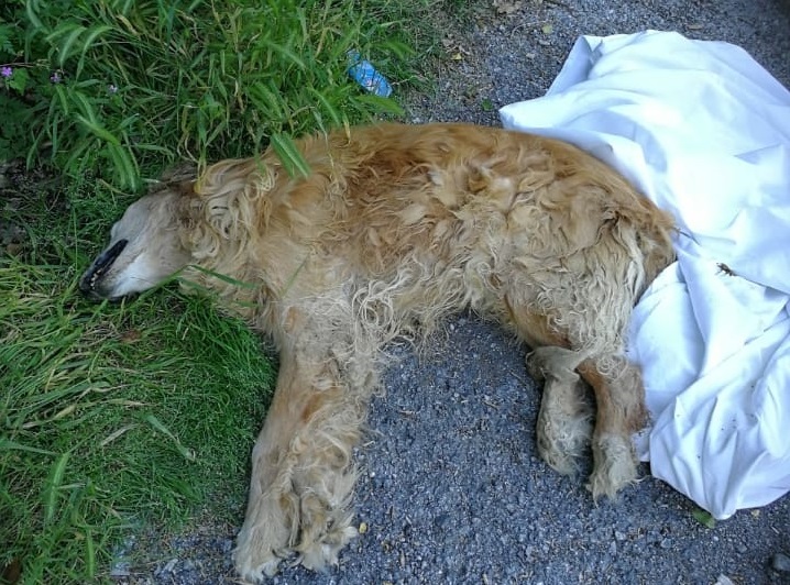 Cane investito a Bargagli, il corpo lasciato sul bordo della strada