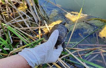 Albenga, rilasciate in natura tredici testuggini cresciute all'Acquario di Genova