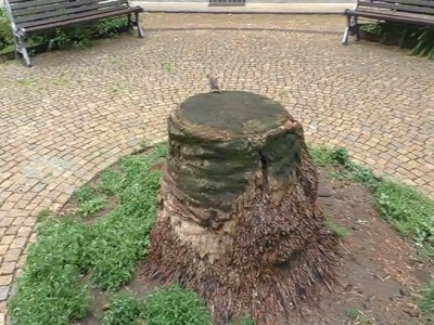 Genova, Pegli è spoglia senza palme: nei giardini i tronchi mozzi di alberi malati