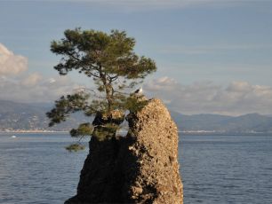 Portofino, un nuovo albero nascerà sullo scoglio della Carega