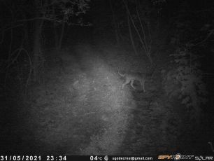 Genova, i lupi di notte sui sentieri degli escursionisti: studiano il territorio di caccia
