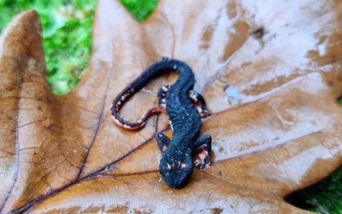 Nel Parco del Beigua avvistata nuovamente la Salamandrina di Savi