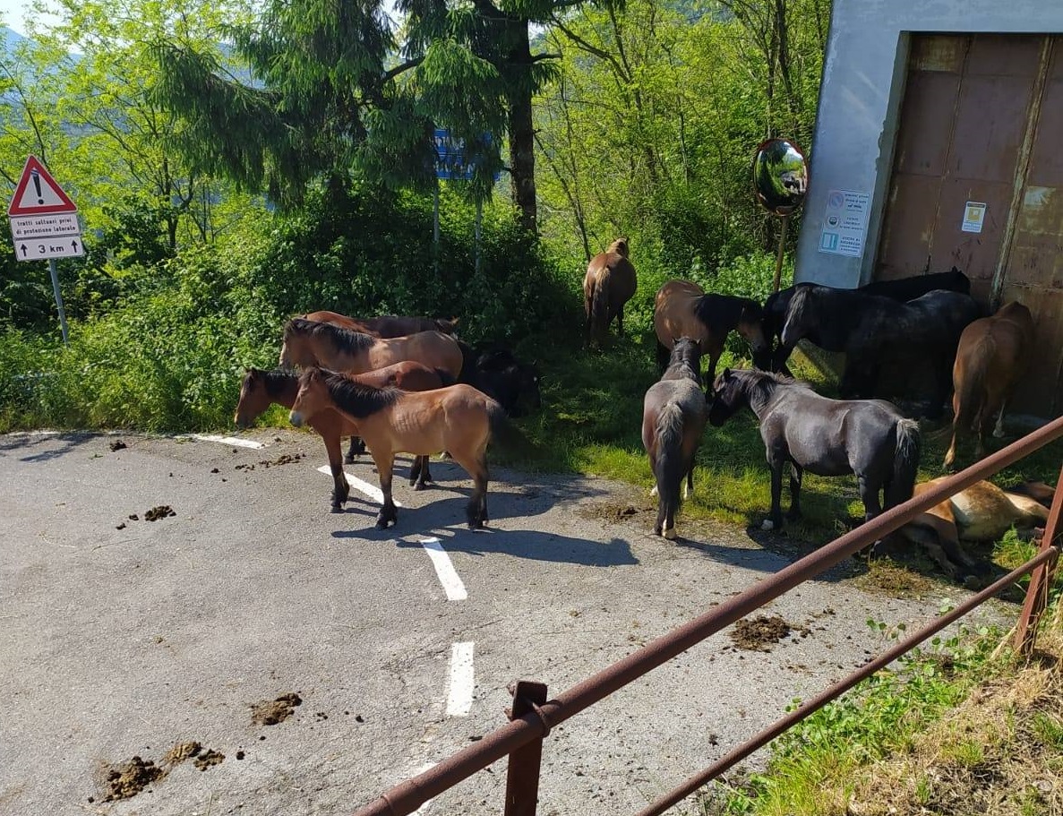 Sorpresa a Bargagli, 12 cavalli allo stato brado invadono la carreggiata