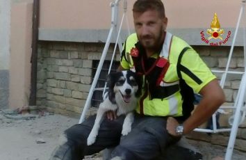 Genova, addio a "Canada" il cane eroe dei vigili del fuoco: "Onorati di averti avuto come collega"