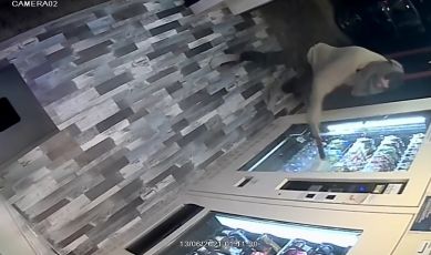 Savona, sfonda il vetro di un open shop per rubare cannabis light: tradito dal tatuaggio