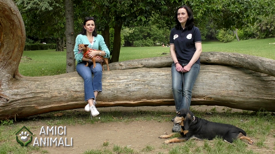 "Amici Animali": il nuovo programma di Telenord dedicato agli amici a quattro zampe