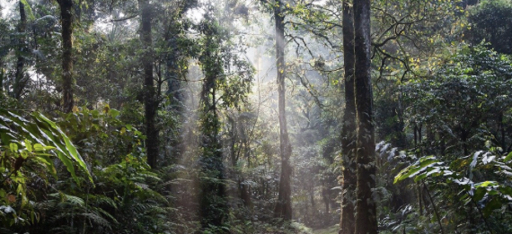 22 giugno: è la Giornata Mondiale della foresta pluviale