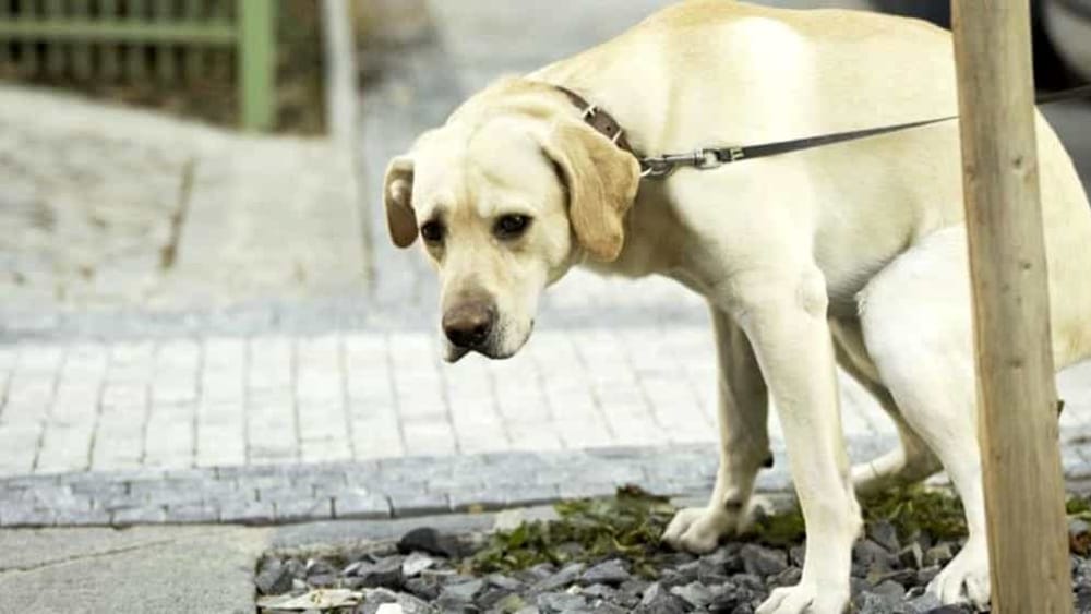 "Basta feci dei cani sui marciapiedi": il Codacons lancia un'azione legale in Liguria