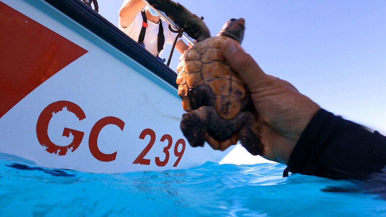 Acquario di Genova, per la prima volta liberato in mare un esemplare neonato di Caretta caretta