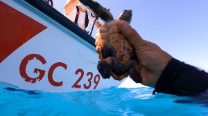 Acquario di Genova, per la prima volta liberato in mare un esemplare neonato di Caretta caretta