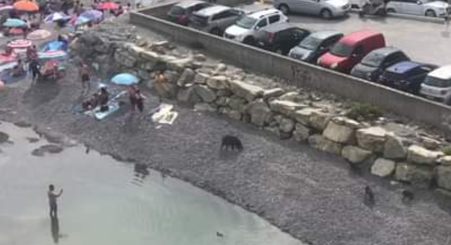 Genova, cinghiali a spasso fra i bagnanti sulla spiaggia di Sturla