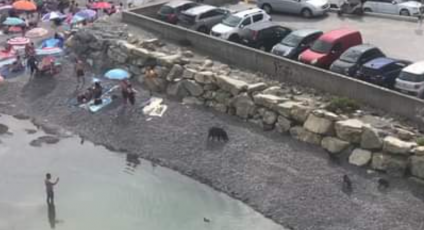 Genova, cinghiali a spasso fra i bagnanti sulla spiaggia di Sturla