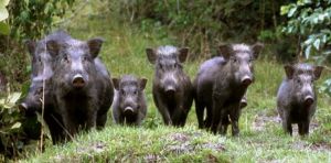 Cogorno: "Riconoscere la gravità dei danni causati dalla fauna selvatica"