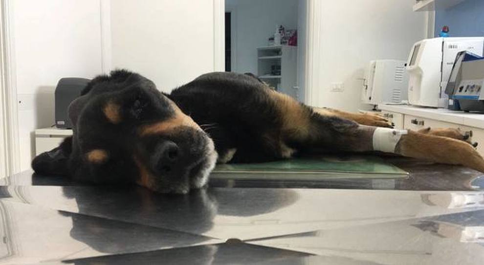 Finale Ligure, Rottweiler chiuso in auto sotto il sole muore per ipertermia