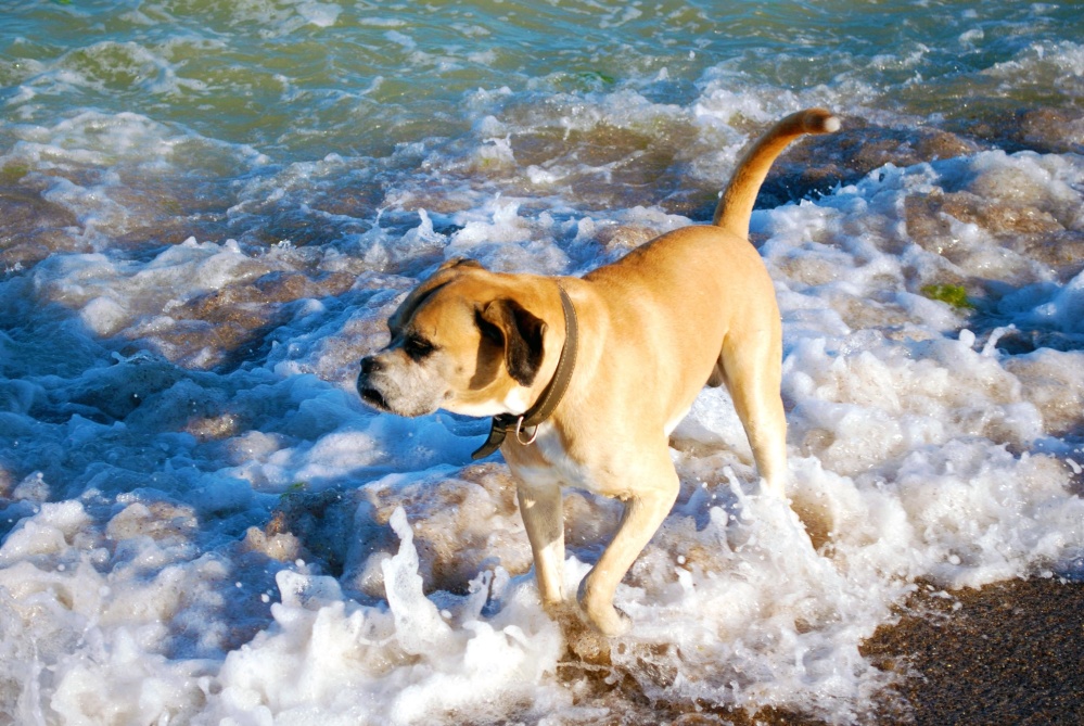 Zoagli, spiagge e passeggiata vietate ai cani: l’Enpa diffida il sindaco