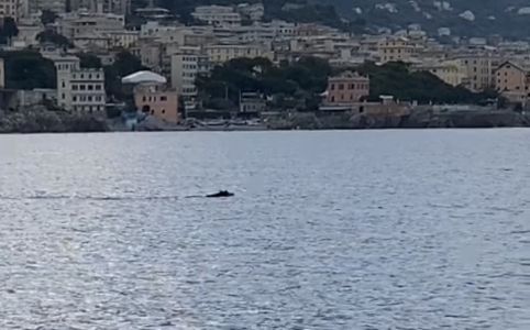 Genova, un cinghiale a nuoto davanti ai 7 Nasi