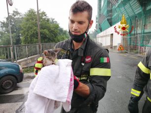 Begato, gattino cade in un'intercapedine: salvato dai vigili del fuoco e adottato