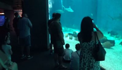 Slow Fish è anche educazione: l'Acquario fa "scoprire" gli squali