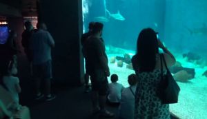 Slow Fish è anche educazione: l'Acquario fa "scoprire" gli squali