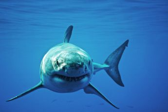 Un peschereccio avvista uno squalo bianco