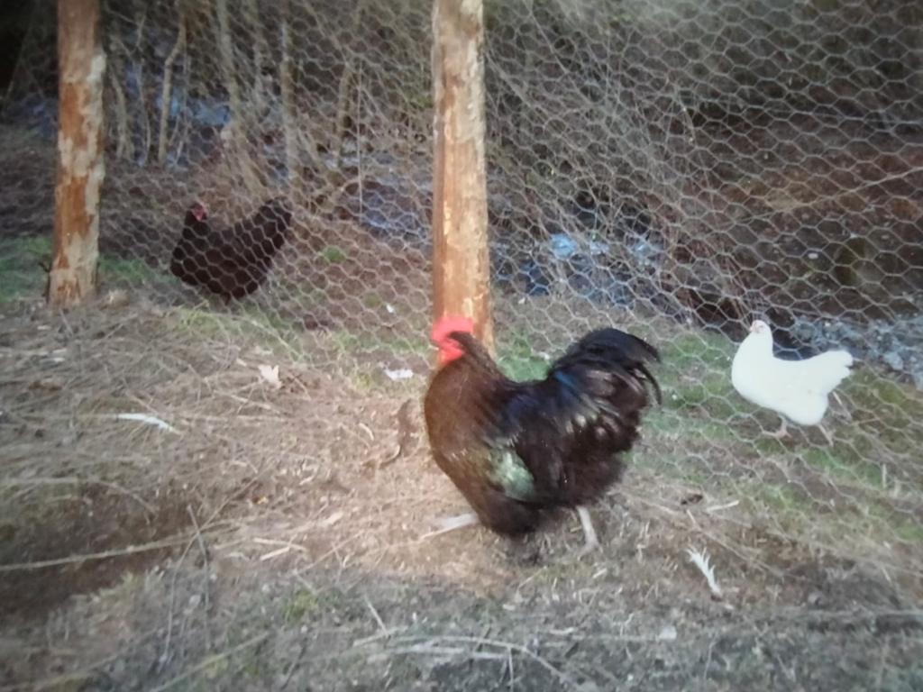 Le Grazie (Portovenere): Scoperto allevamento abusivo di galline all'interno di una cava 