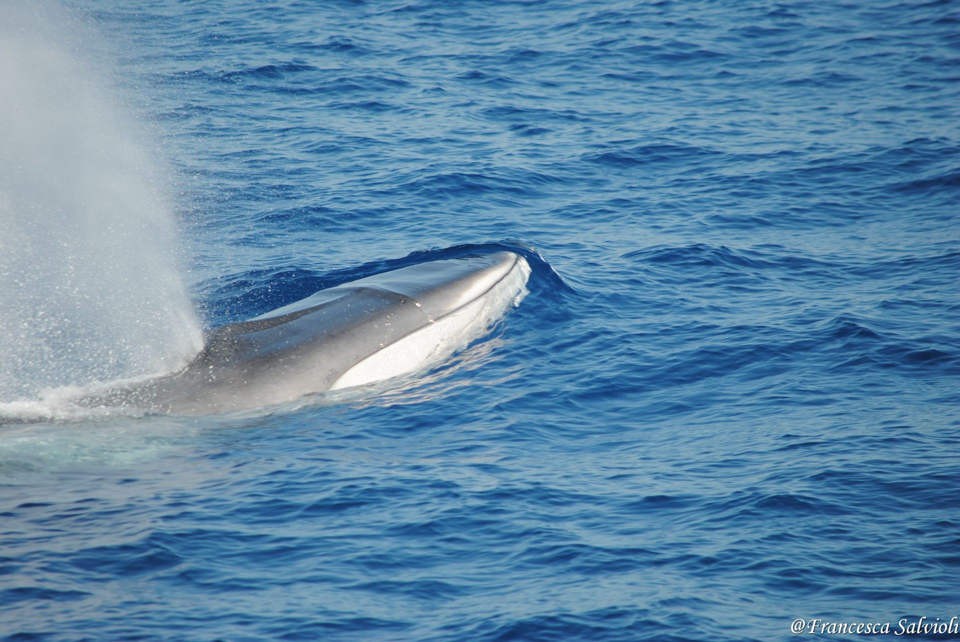 Liguria, avvistate più di venti balenottere comuni nei mari del Ponente