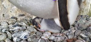 Acquario di Genova, 4 nuovi nati nella vasca dei pinguini