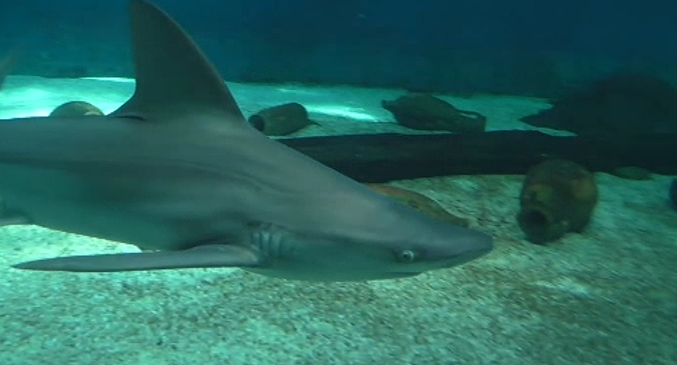 A Venti e Trenta squali e neonati pinguini dall'Acquario di Genova 