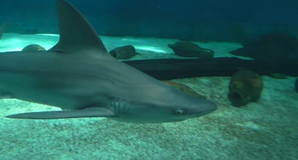 A Venti e Trenta squali e neonati pinguini dall'Acquario di Genova 