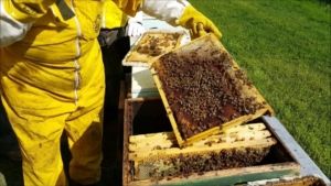 Liguria, chiesto lo stato di calamità naturale per gli apicoltori danneggiati dalle gelate