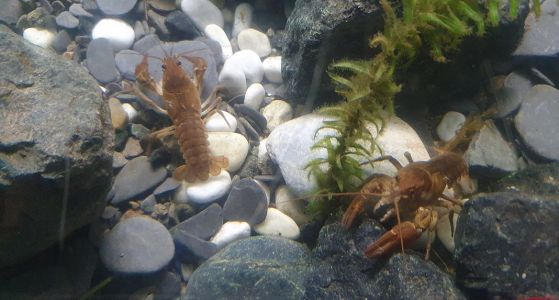 All'Acquario di Genova una nuova vasca per il gambero d'acqua dolce
