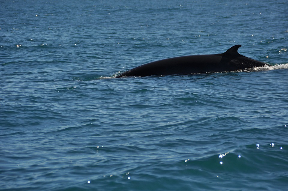 Eccezionale avvistamento tra Liguria e Corsica: 60 balenottere in un solo viaggio