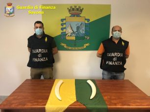 Savona, in casa due zanne d'avorio: il proprietario rischia il carcere e multa fino a 150 mila euro
