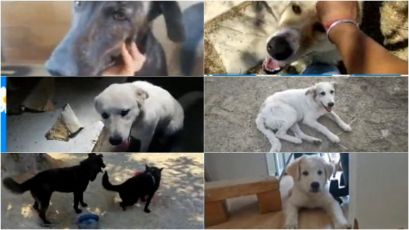 Amici Animali, le adozioni della settimana: ecco Whisky, Avril, Spank, Benny, Lessie e James