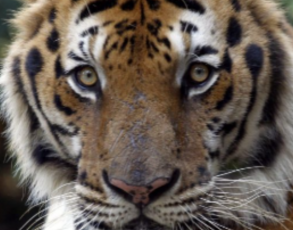 29 luglio: è la Giornata Mondiale della Tigre 