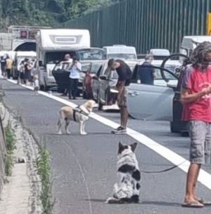 Rapallo, coda in autostrada: c'è tempo di portare a spasso il cane