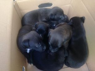 Bargagli, sei cuccioli di cane abbandonati in un sacchetto sulla strada: salvati